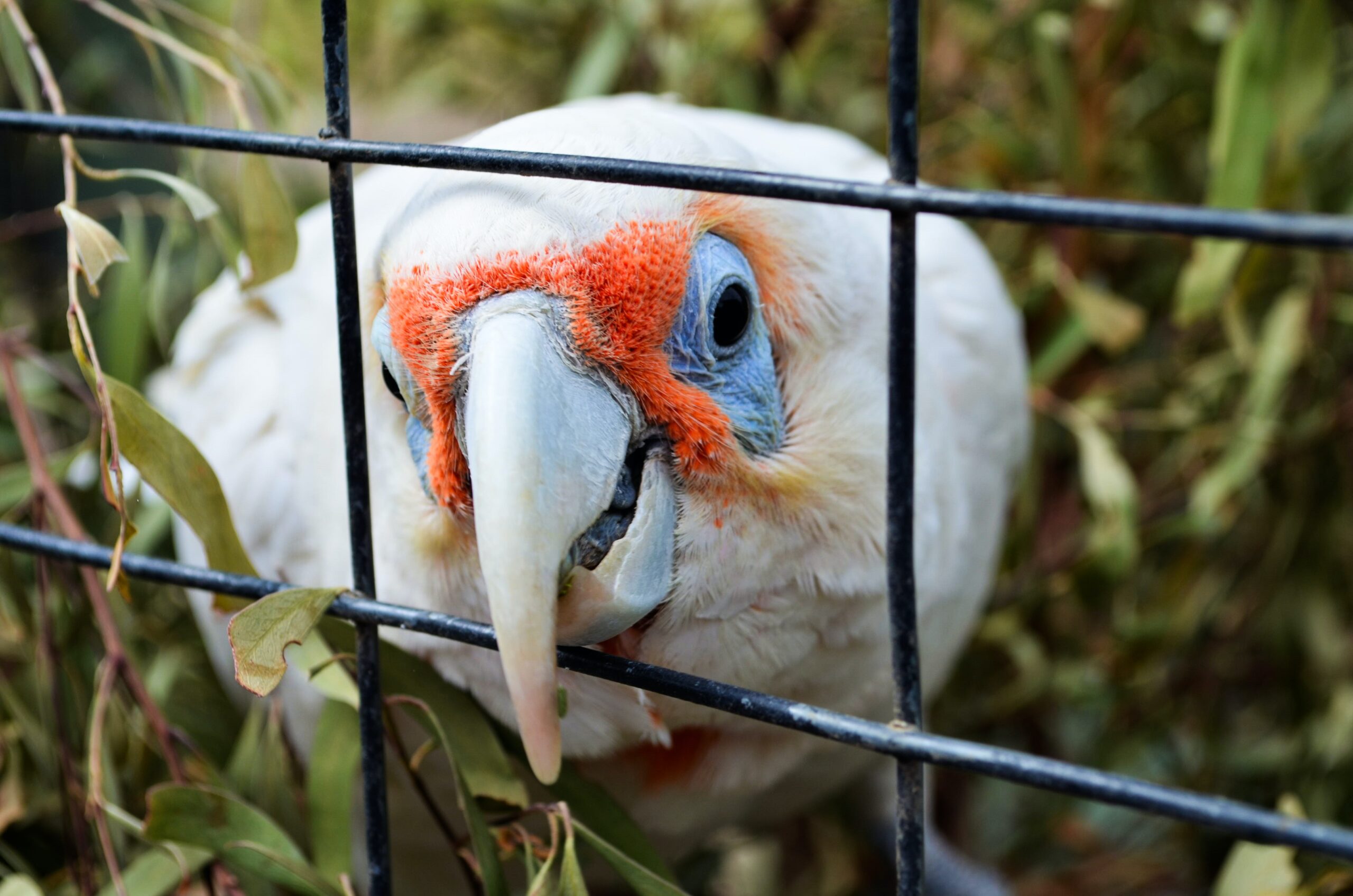 Tráfico de especies silvestres, entre 69.000 y 199.000 millones de dólares al año: ONU