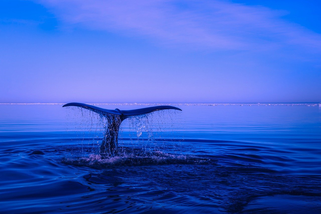 Chile crea parque nacional para proteger las ballenas azules de Corcovado