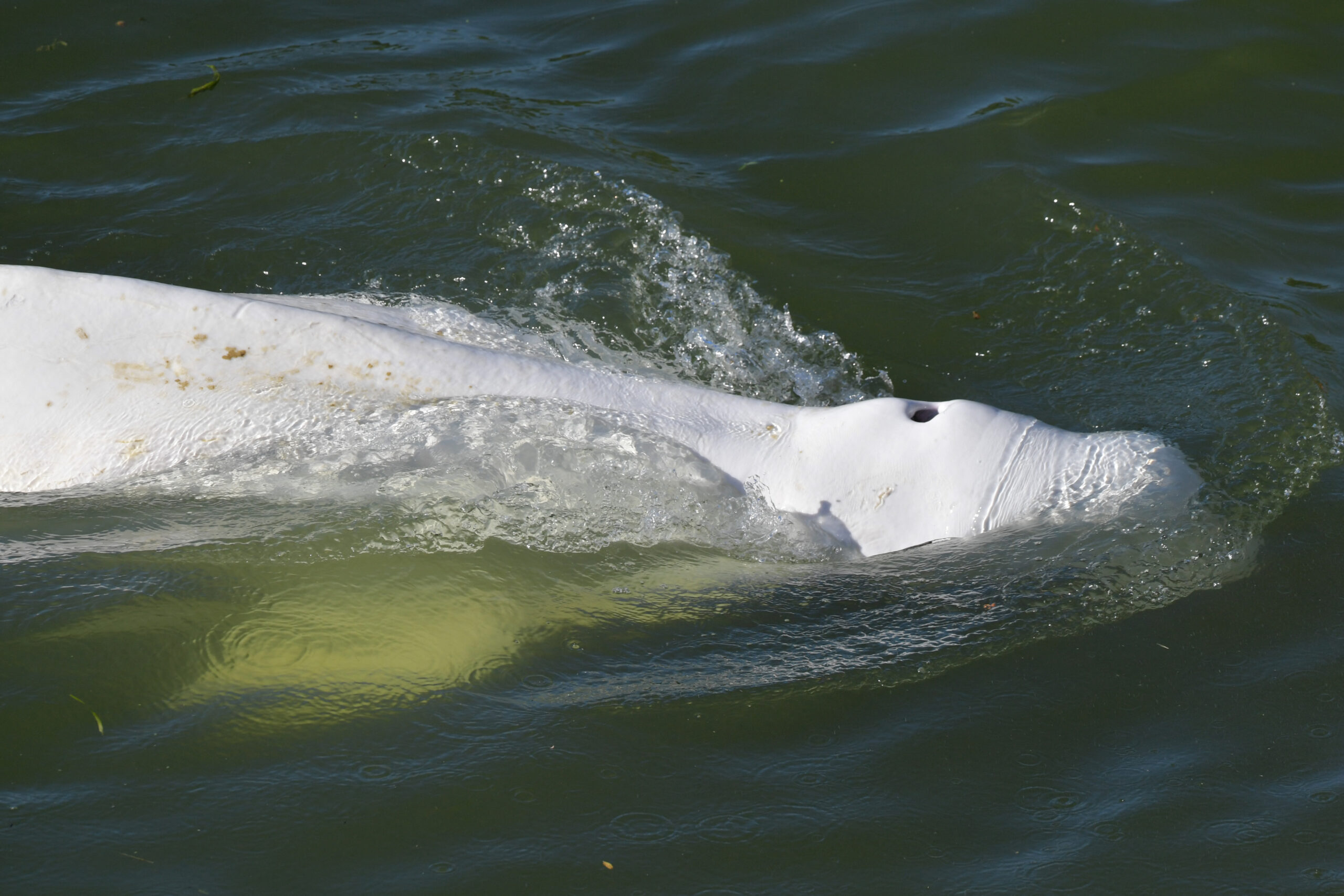 Una beluga extraviada en el Sena a 70 km de París recibirá vitaminas