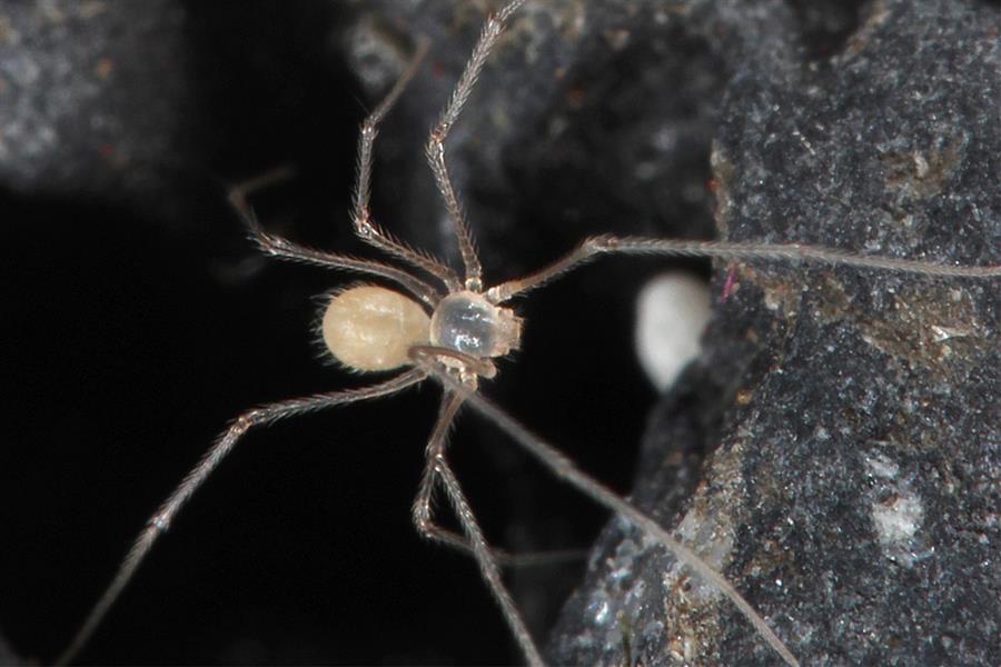 Una investigación describe a tres nuevas especies de arañas en las Islas Galápagos