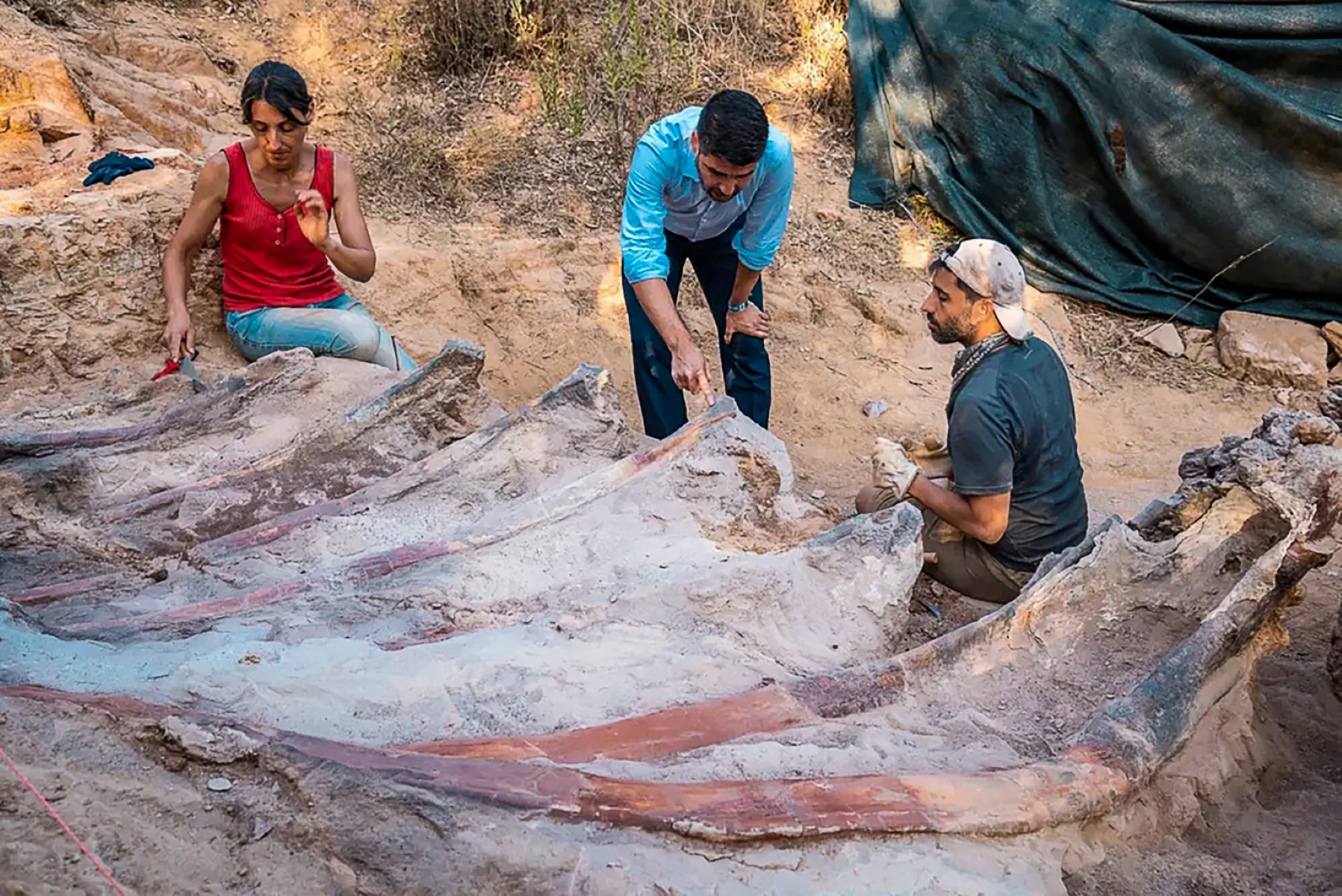 Hallado en Portugal un enorme dinosaurio saurópodo