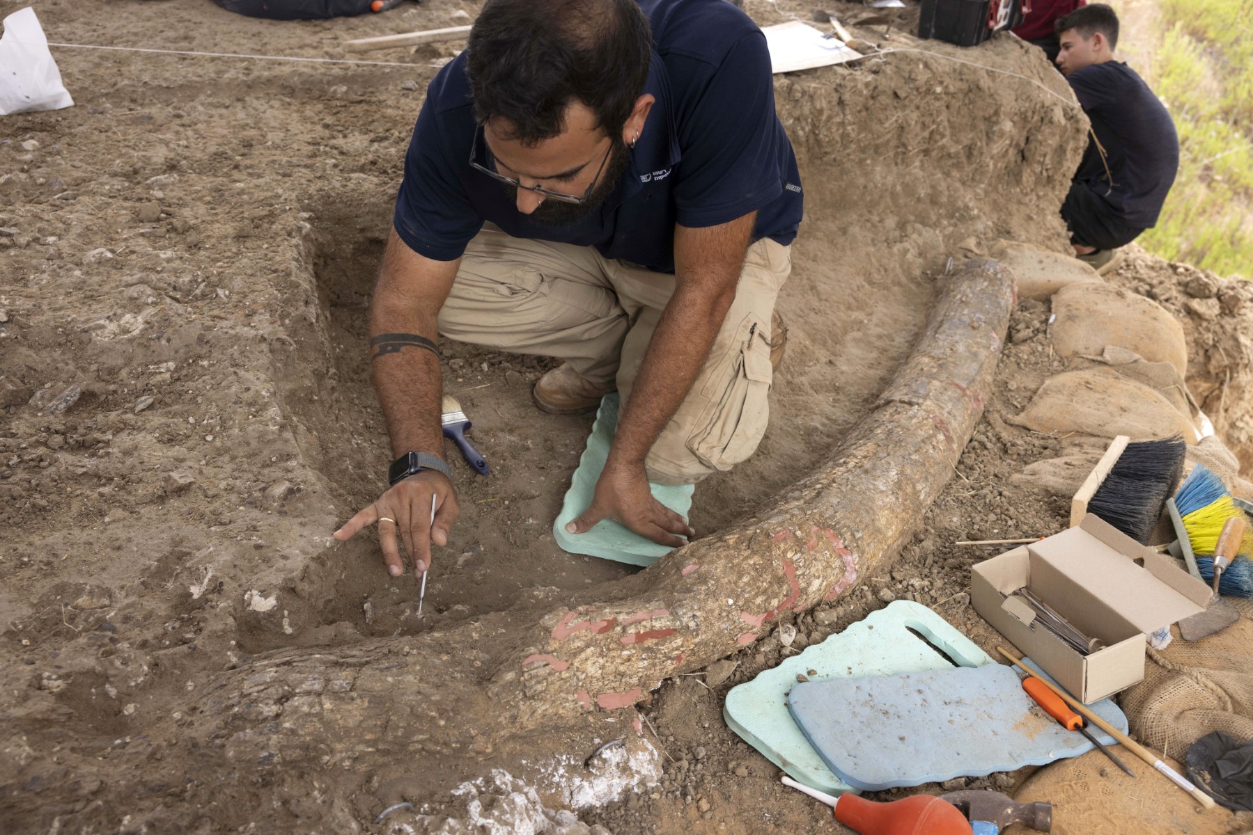 Descubren en Israel colmillo de elefante de 500.000 años