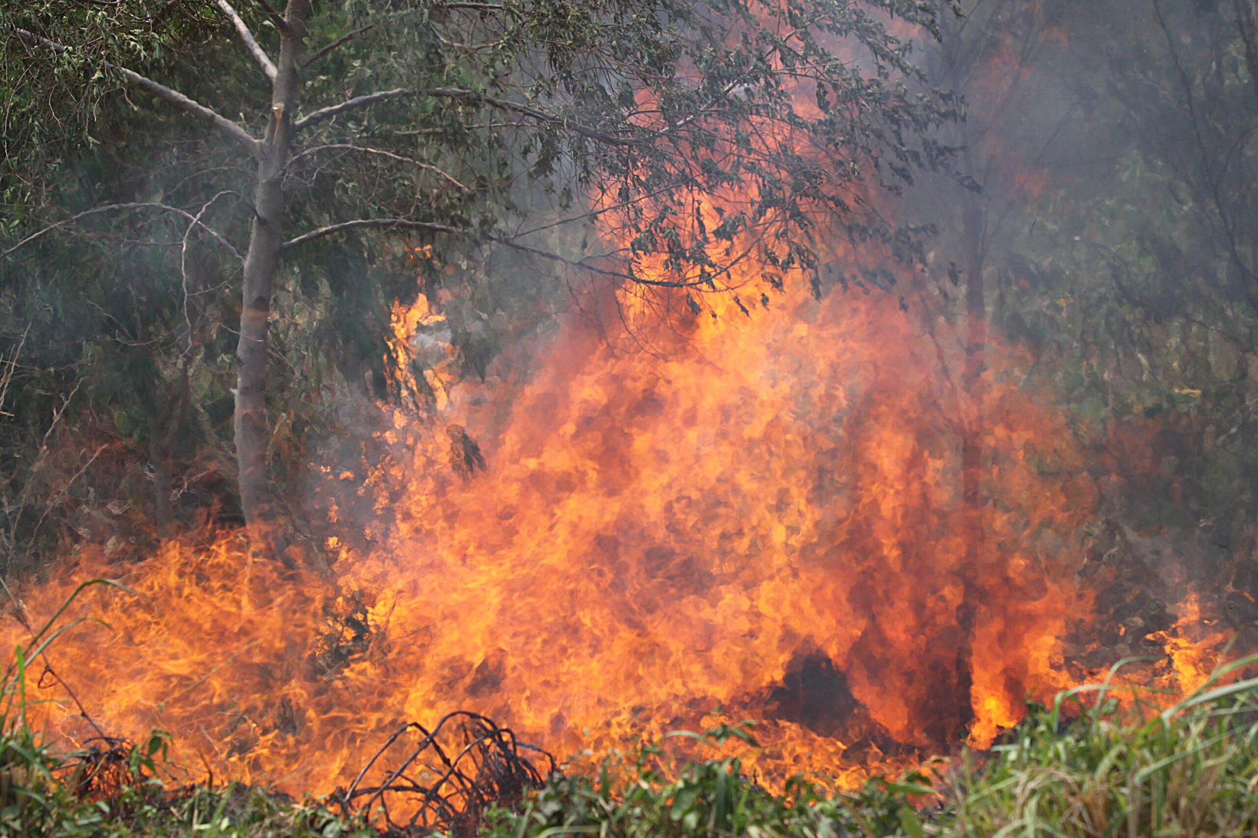 La mayor región de Bolivia declara «alerta roja» por los incendios forestales