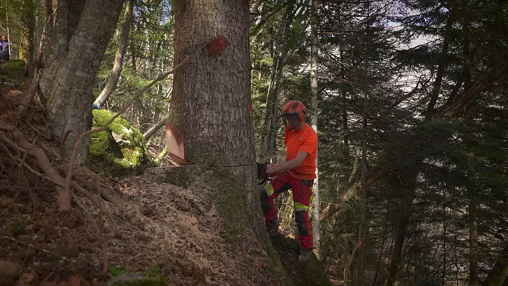 Conoce el modelo de “explotación sostenible” en los Alpes