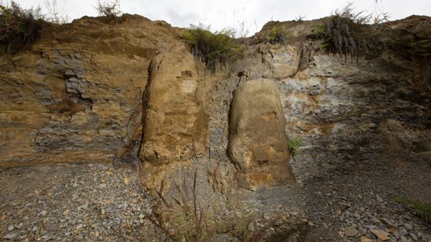 En Brasil descubren un bosque fosilizado de 290 millones de años