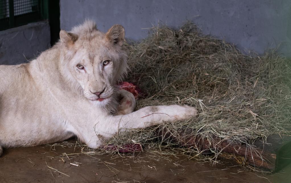 Venezuela busca contribuir a la conservación animal en el Zoológico de Caricuao