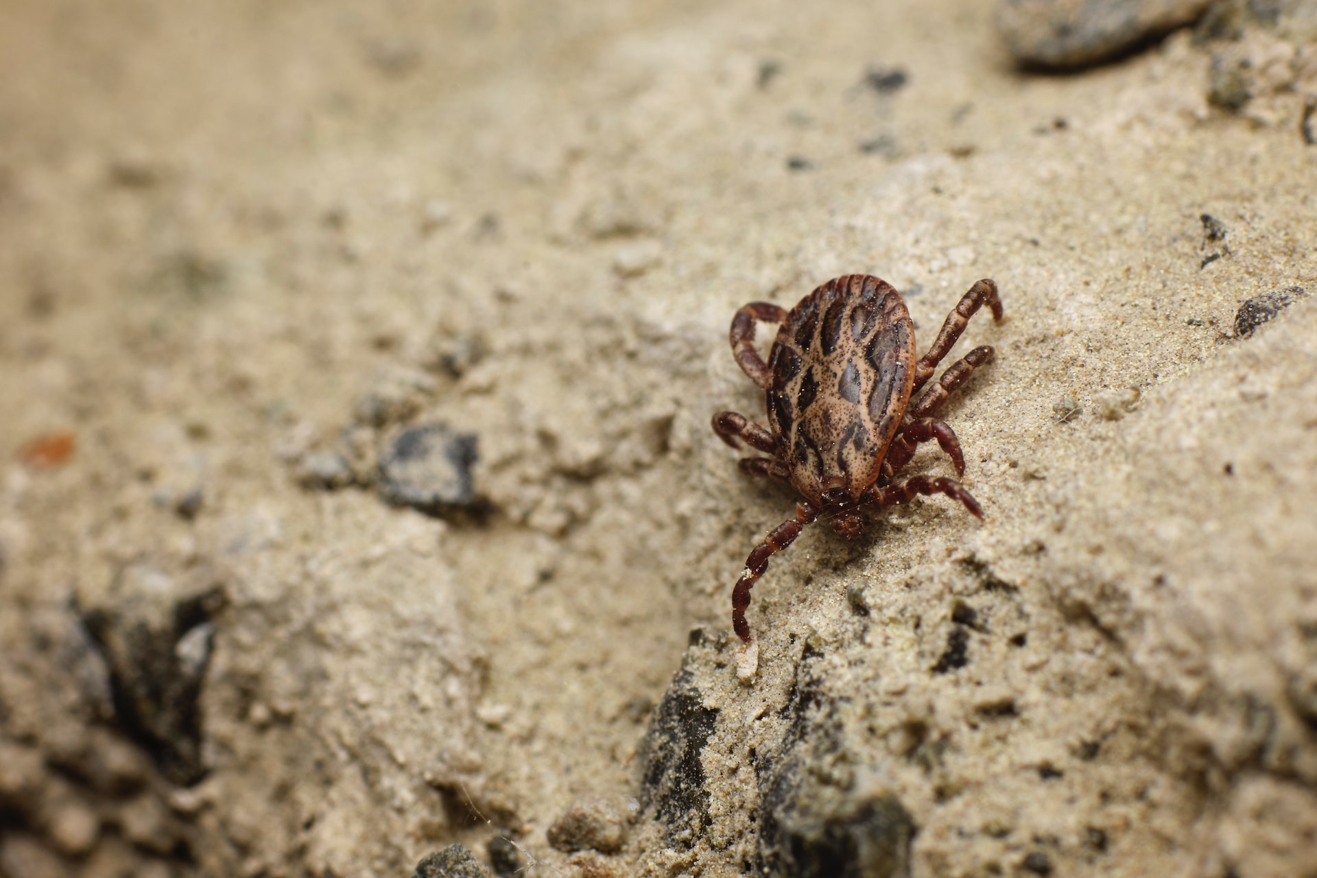 Ecuador busca controlar las garrapatas en la producción ganadera