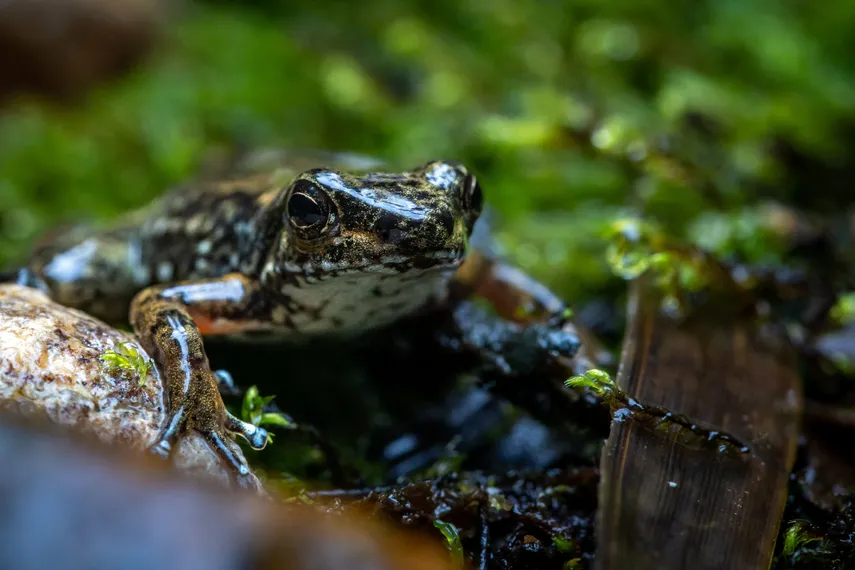 Dos especies de ranas en el centro de una batalla contra la minería en Ecuador