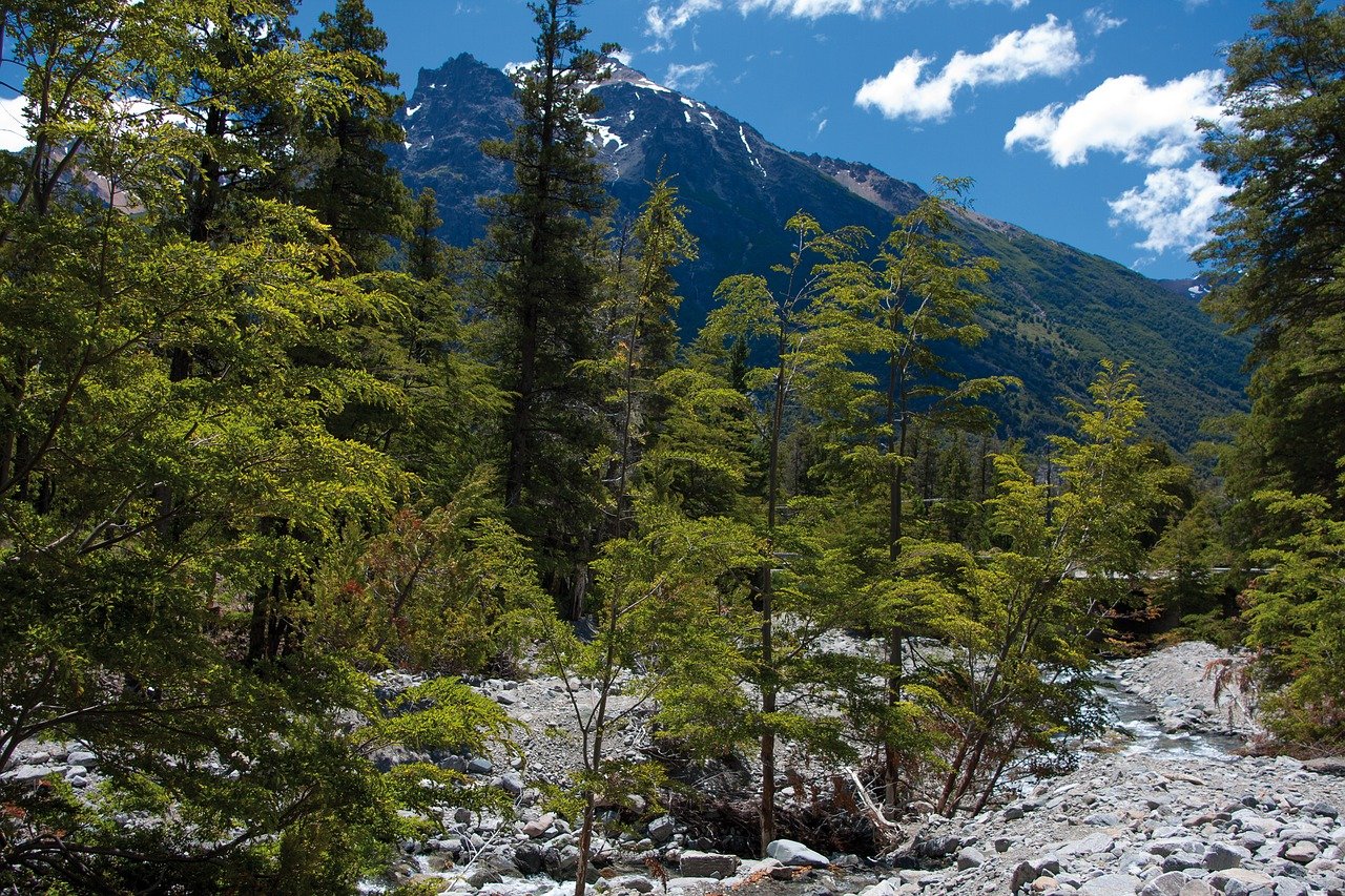 “Pulmones para Argentina”, una iniciativa que reforesta con especies autóctonas