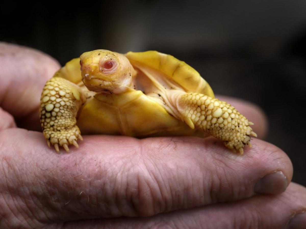 En Suiza nace una tortuga gigante albina de Galápagos