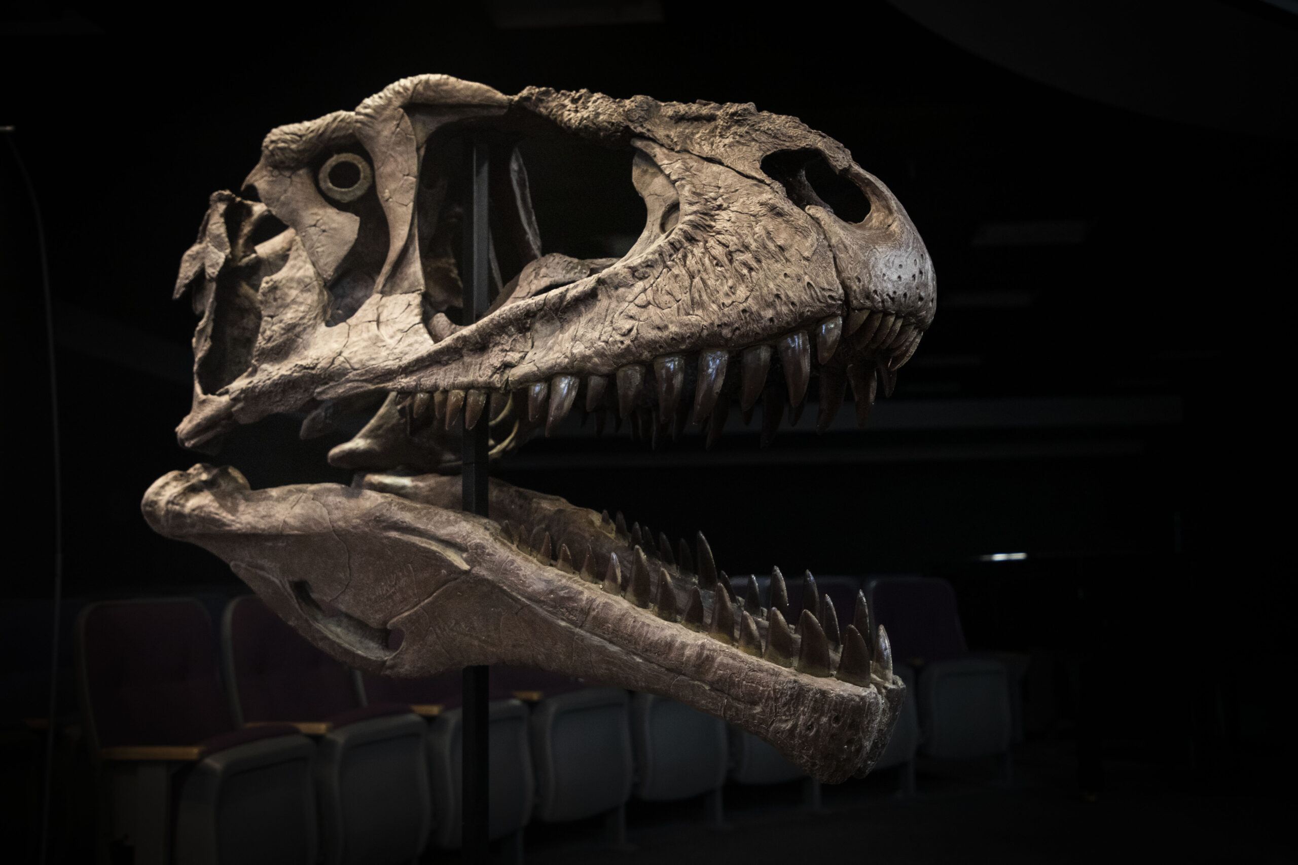 Conoce uno de los dinosaurios de mayor tamaño registrado en la historia