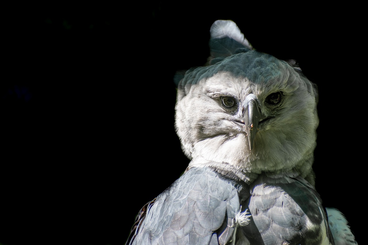 Águila harpía, el ave emblema de Panamá en peligro de extinción