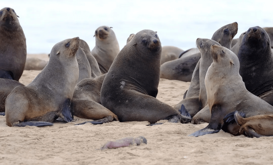 Argentina estudia el comportamiento de los lobos marinos