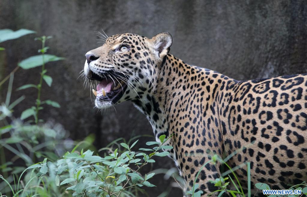 Argentina busca revertir la crisis de extinción del jaguar