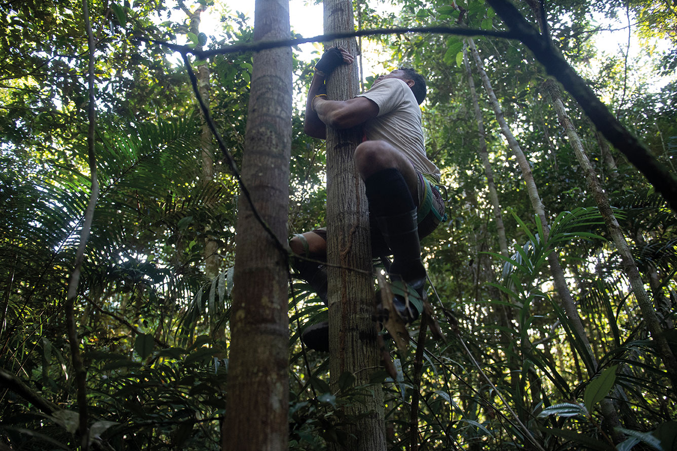 Conoce la arriesgada profesión de los escaladores de árboles amazónicos