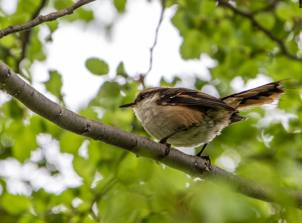 Hallan nueva especie de pájaro que vive «en medio del océano»