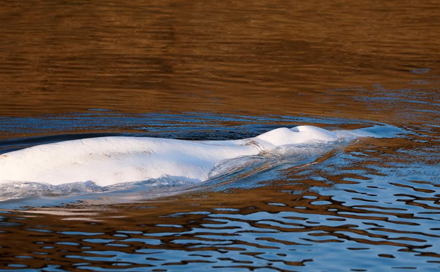 Muere la ballena beluga de 800 kilos rescatada en el Sena