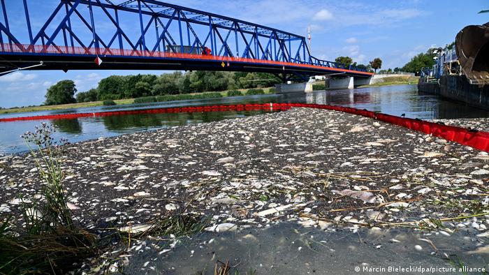 Sospechan que un alga tóxica causó mortalidad masiva de peces en el río Óder