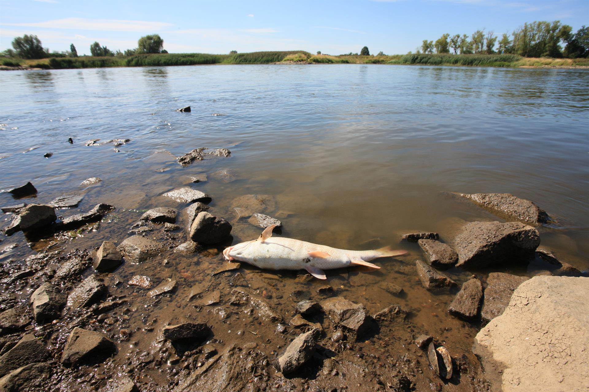 La sequía asola el Rin, mientras en el Oder flotan toneladas de peces muertos