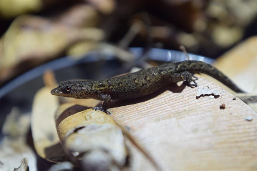 Descubren una nueva especie de reptil en Puerto Rico, la primera en 85 años