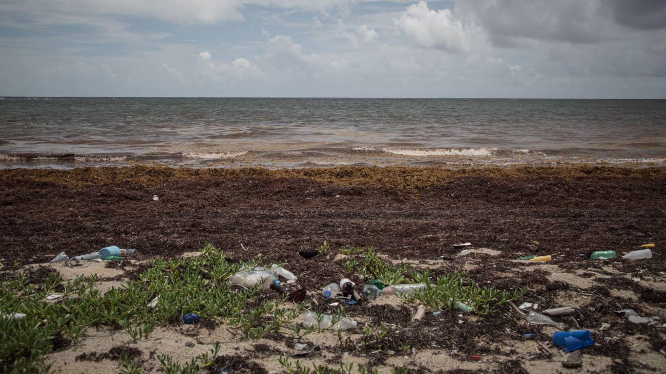 El sargazo: la macroalga desatada que amenaza al Caribe mexicano