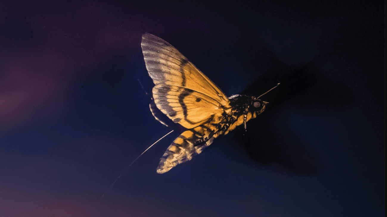 Esta polilla se adapta a las corrientes de viento durante sus migraciones