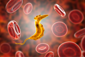 Mal-de-Chagas-la-enfermedad-olvidada-que-afecta-a-mas-de-50.000-personas-en-Espana