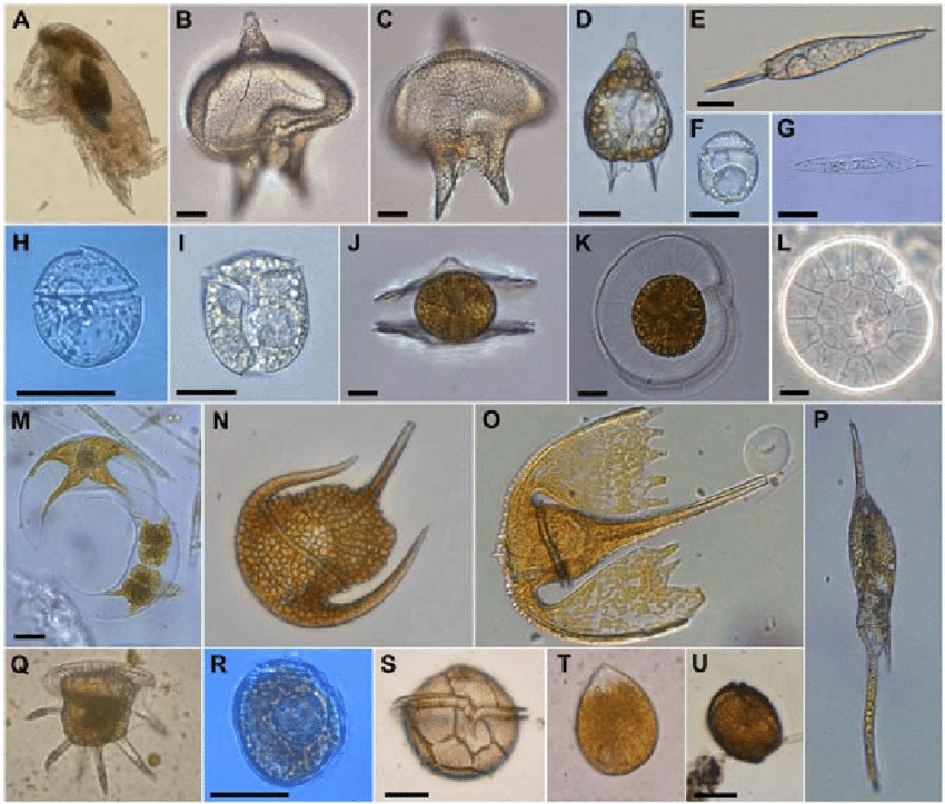 Reconstruida la historia evolutiva de la diversidad microbiana en los últimos 2.000 millones de años