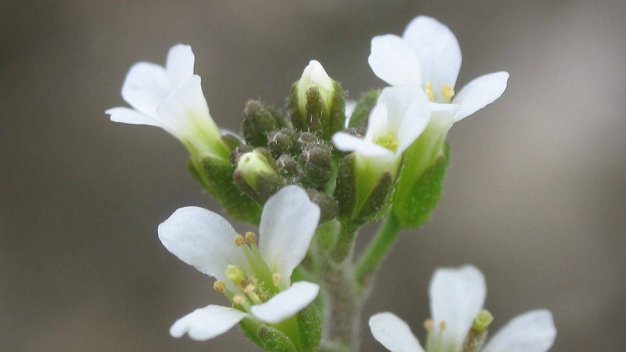 Un modelo matemático predice la respuesta de las plantas ante el cambio climático