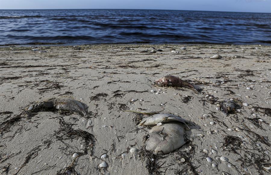 La marea roja hunde la economía de los pescadores del sureste mexicano