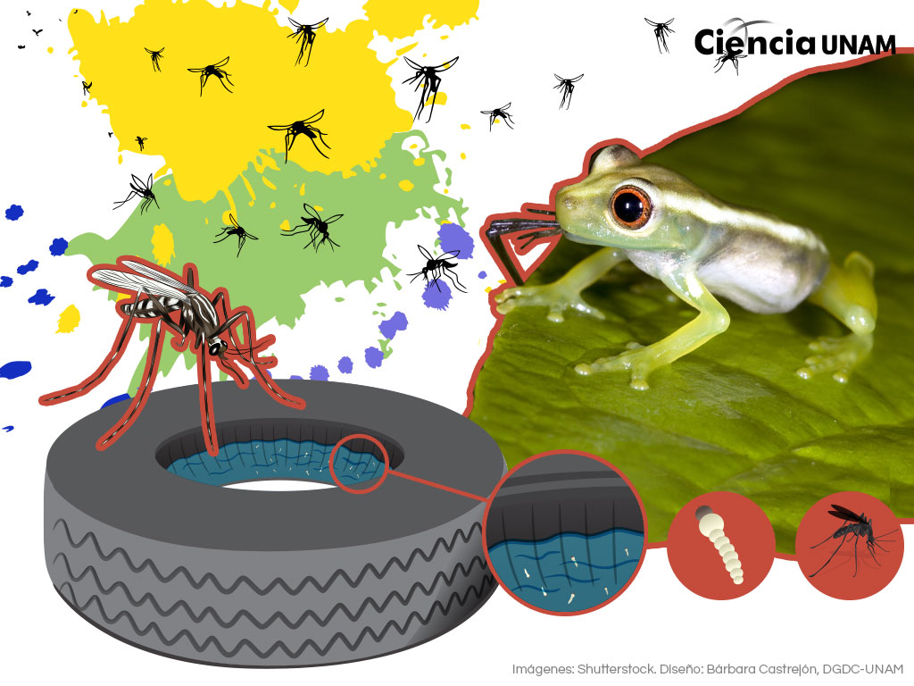 Mosquitos ¿por qué son importantes para el equilibrio ecológico?