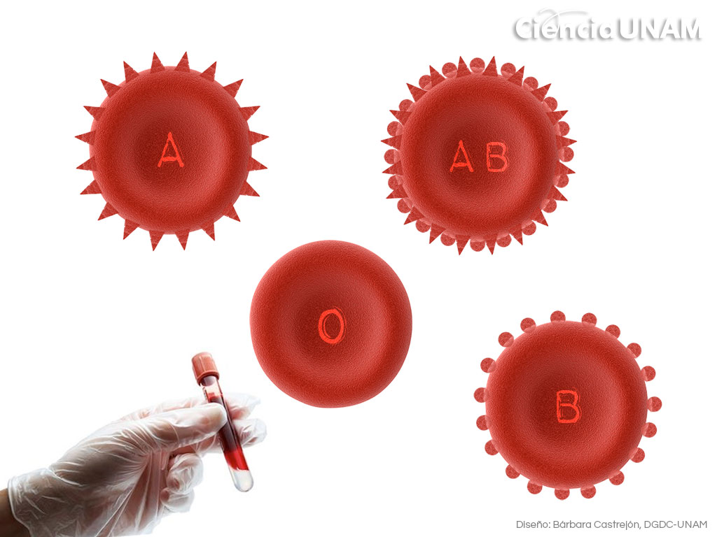 ¿Por qué tenemos diferentes tipos sanguíneos?