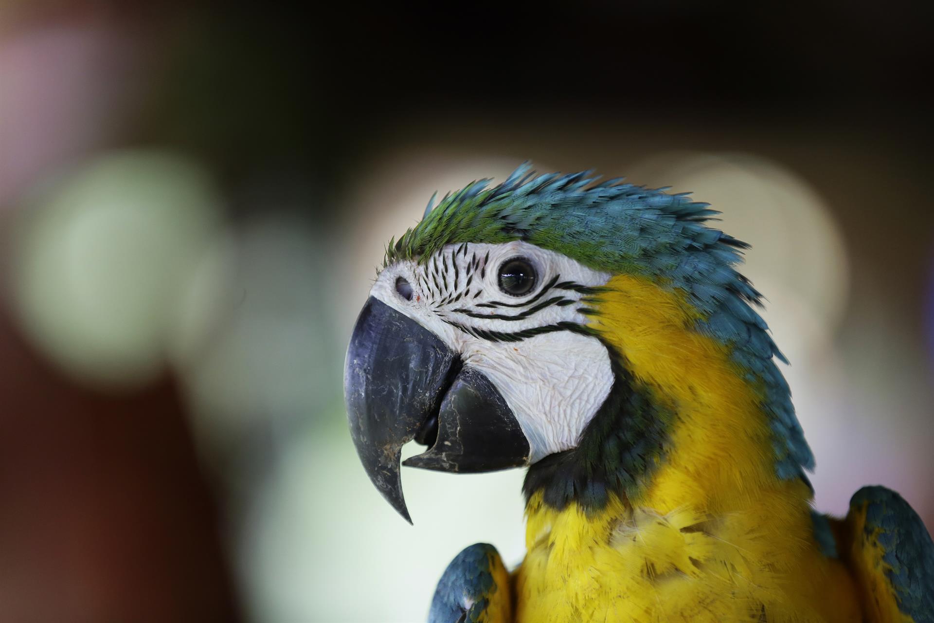 Nidos artificiales para salvar a la guacamaya verde en los bosques de Panamá