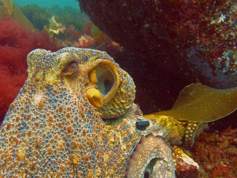 Los misterios del ciclo de vida de los pulpos mas cerca de su resolución