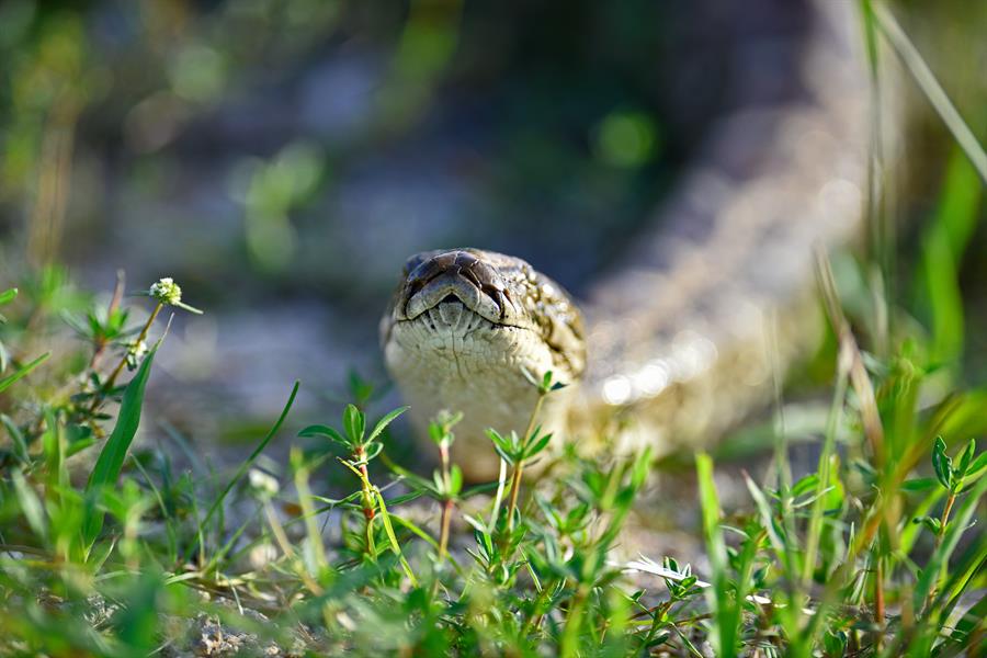 Comienza la ofensiva anual contra las pitones birmanas del sur de Florida