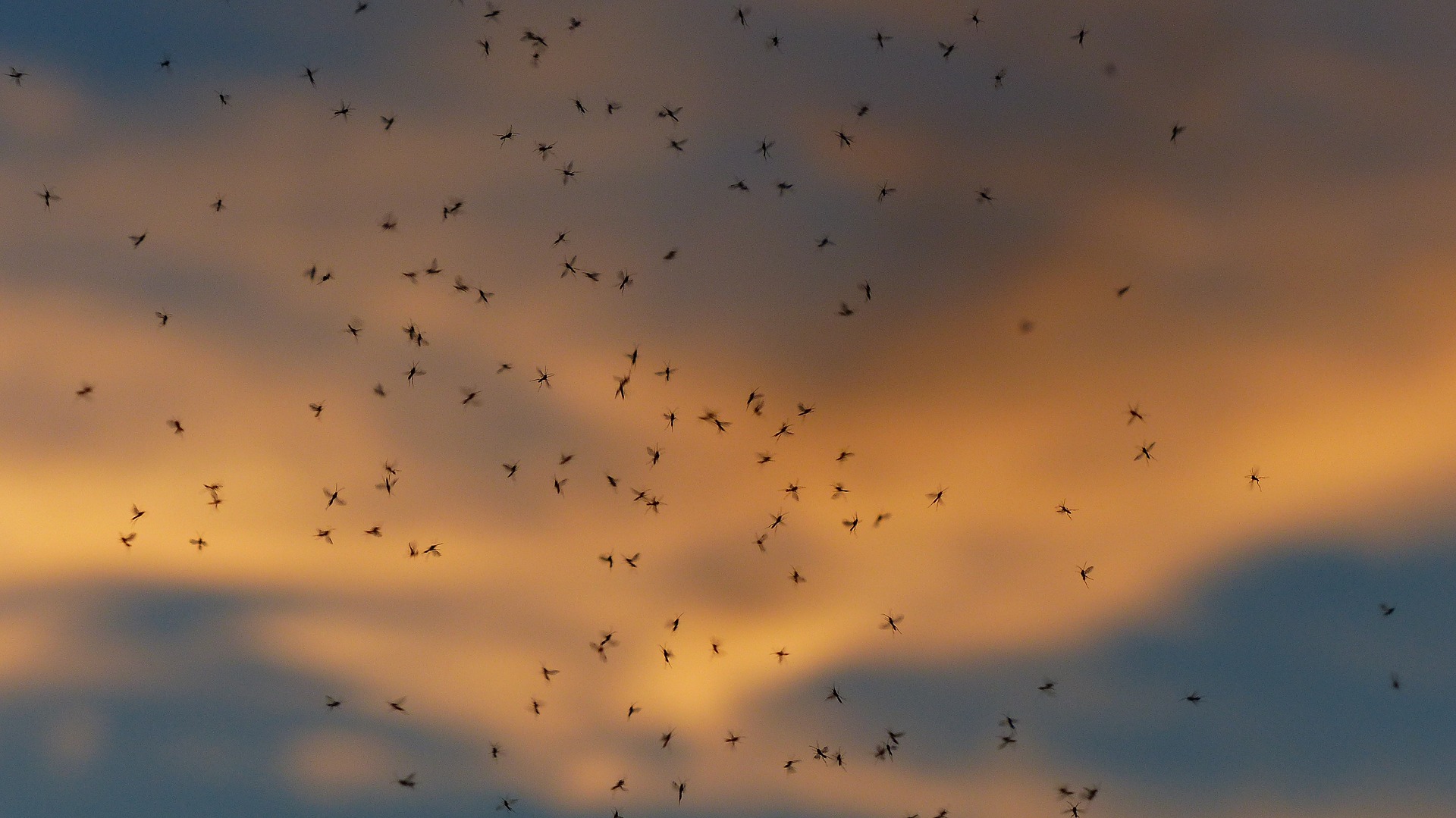 ¿Engañar a los mosquitos para que no piquen? Su gran olfato lo pone difícil