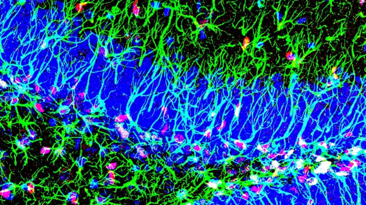 Activar la formación de neuronas restaura la memoria en ratones con alzhéimer