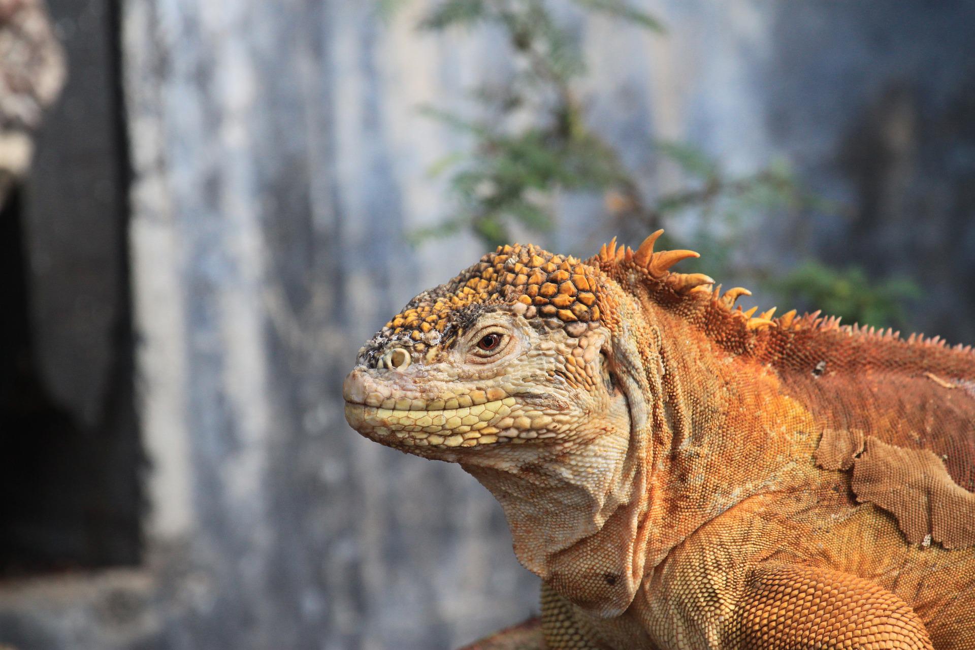 Iguanas se reproducen en isla de Galápagos de donde desaparecieron hace un siglo