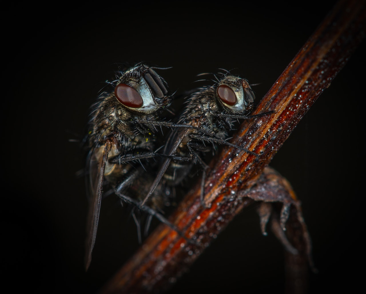 Estas especies inéditas de mosca descubiertas en España no le tienen miedo al frío