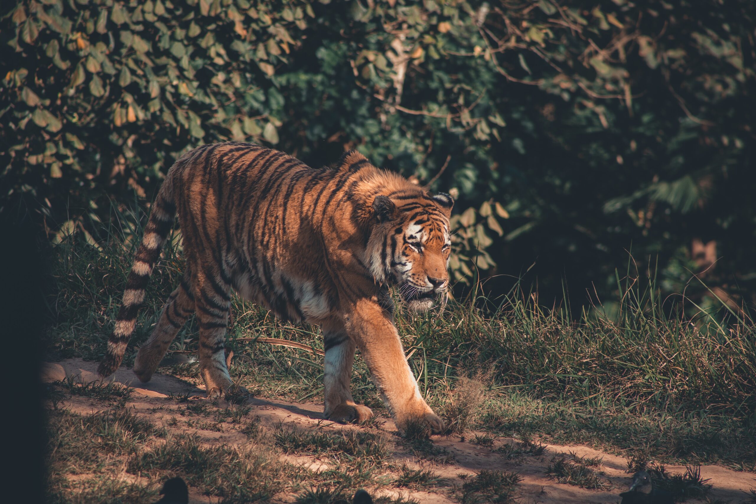 Inteligencia artificial para luchar contra el tráfico ilegal de tigres