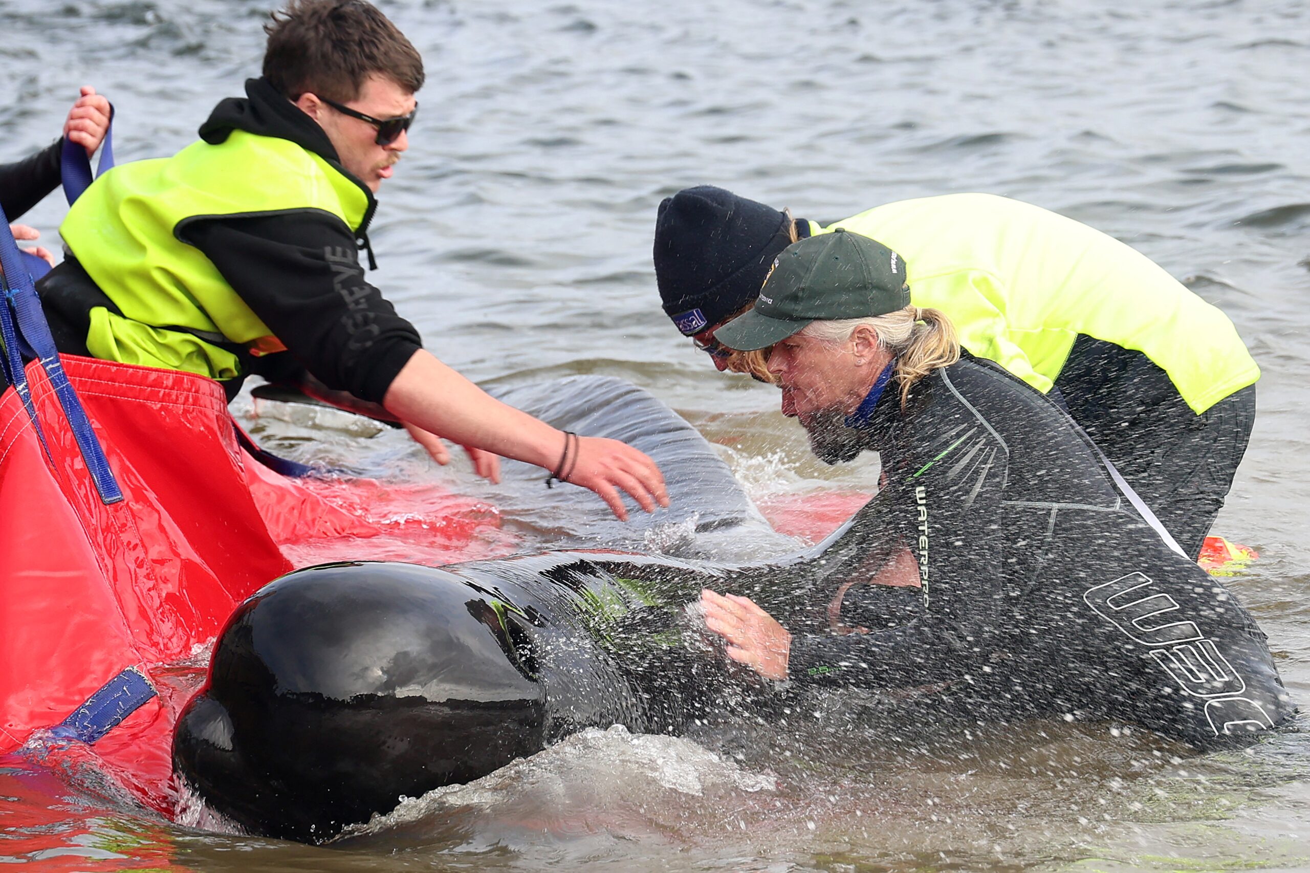 Alrededor de 200 ballenas piloto mueren en una playa australiana