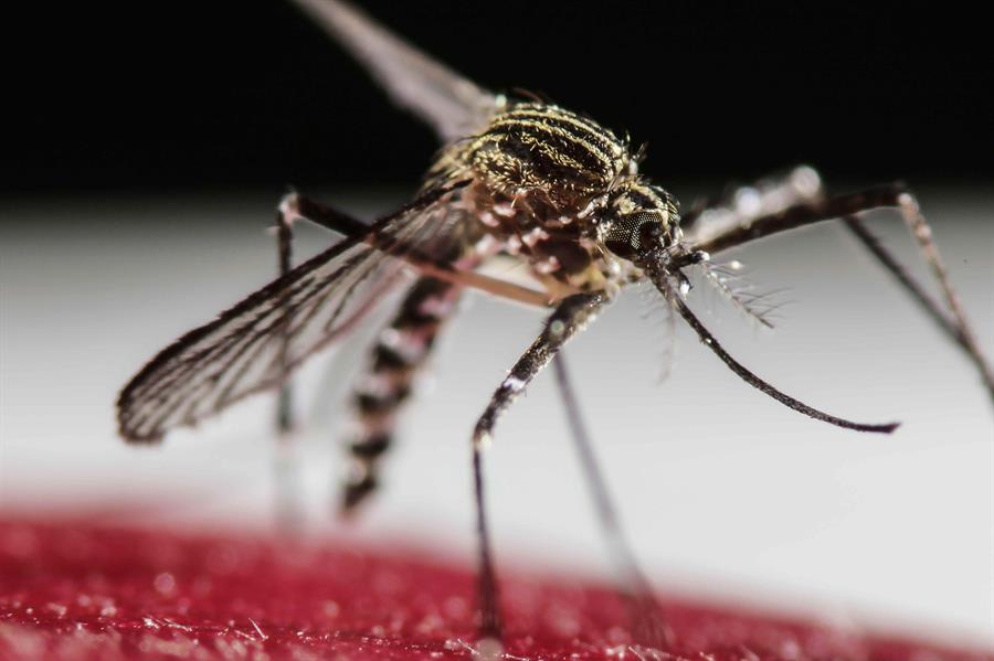 Costa Rica detecta un caso de dengue tipo 4 después de 22 años