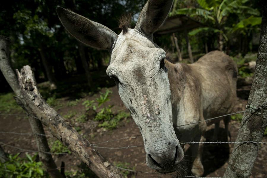 El burro se domesticó hace más de 7.000 años en África