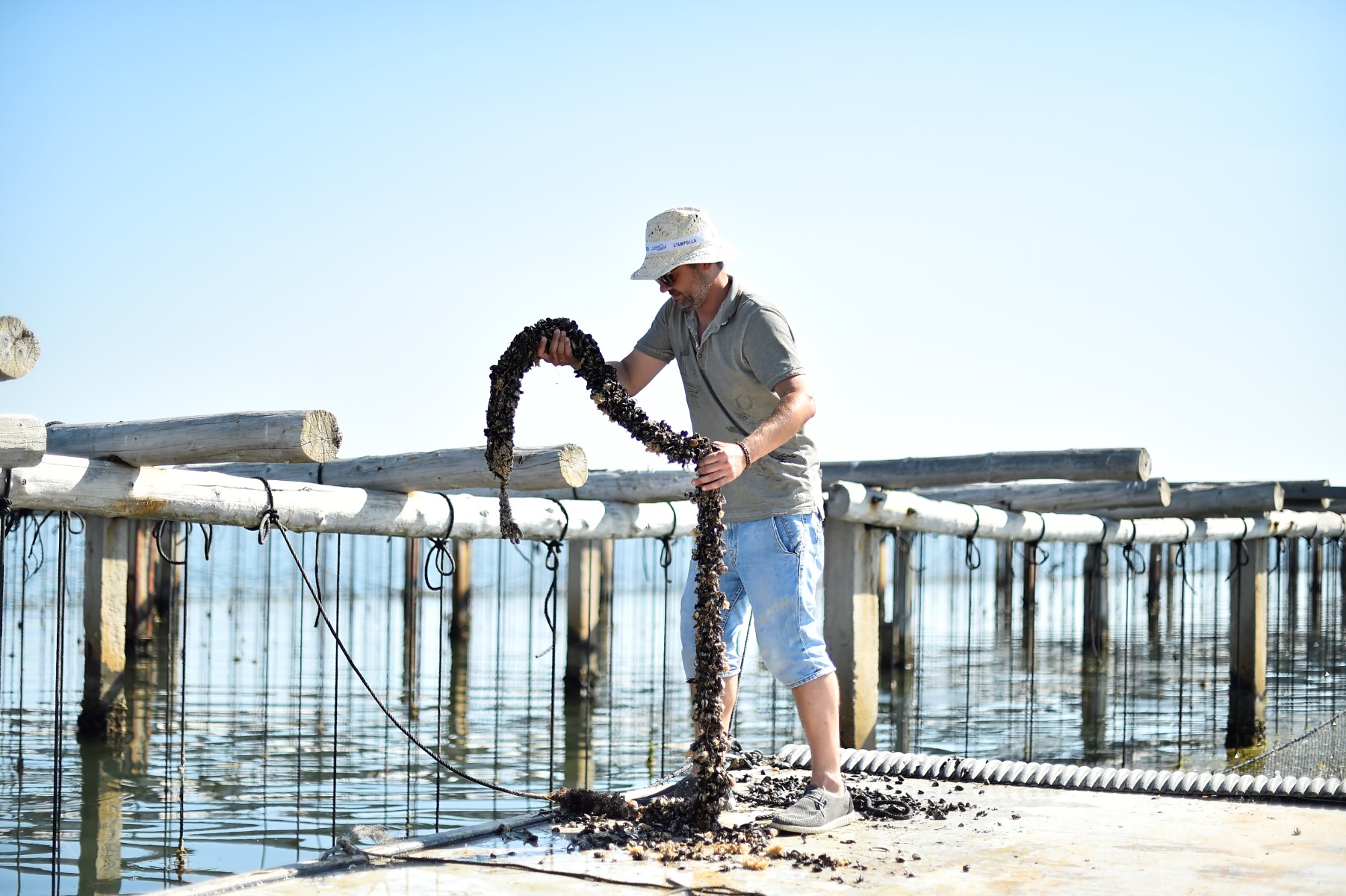 El calor amenaza los mejillones del Mediterráneo español