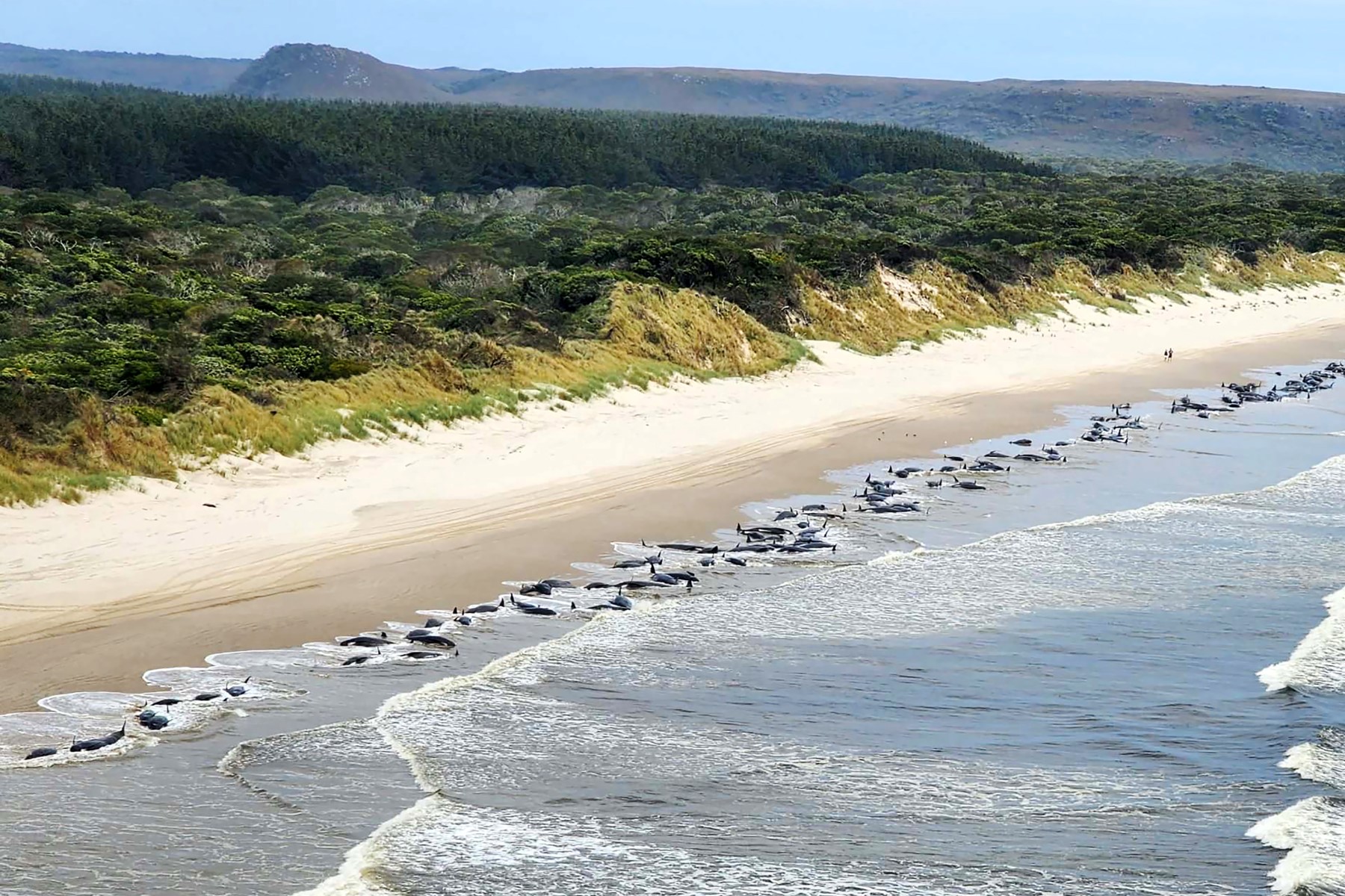 Encuentran 230 ballenas varadas en Australia, muchas de ellas sin vida