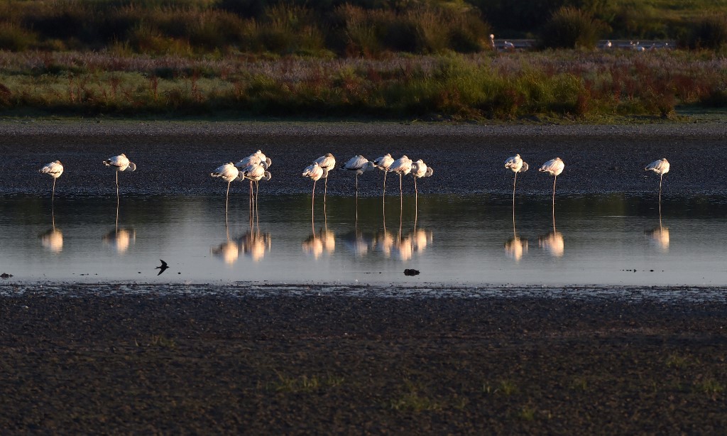 Extracción excesiva de agua amenaza el ecosistema del Parque Nacional Doñana