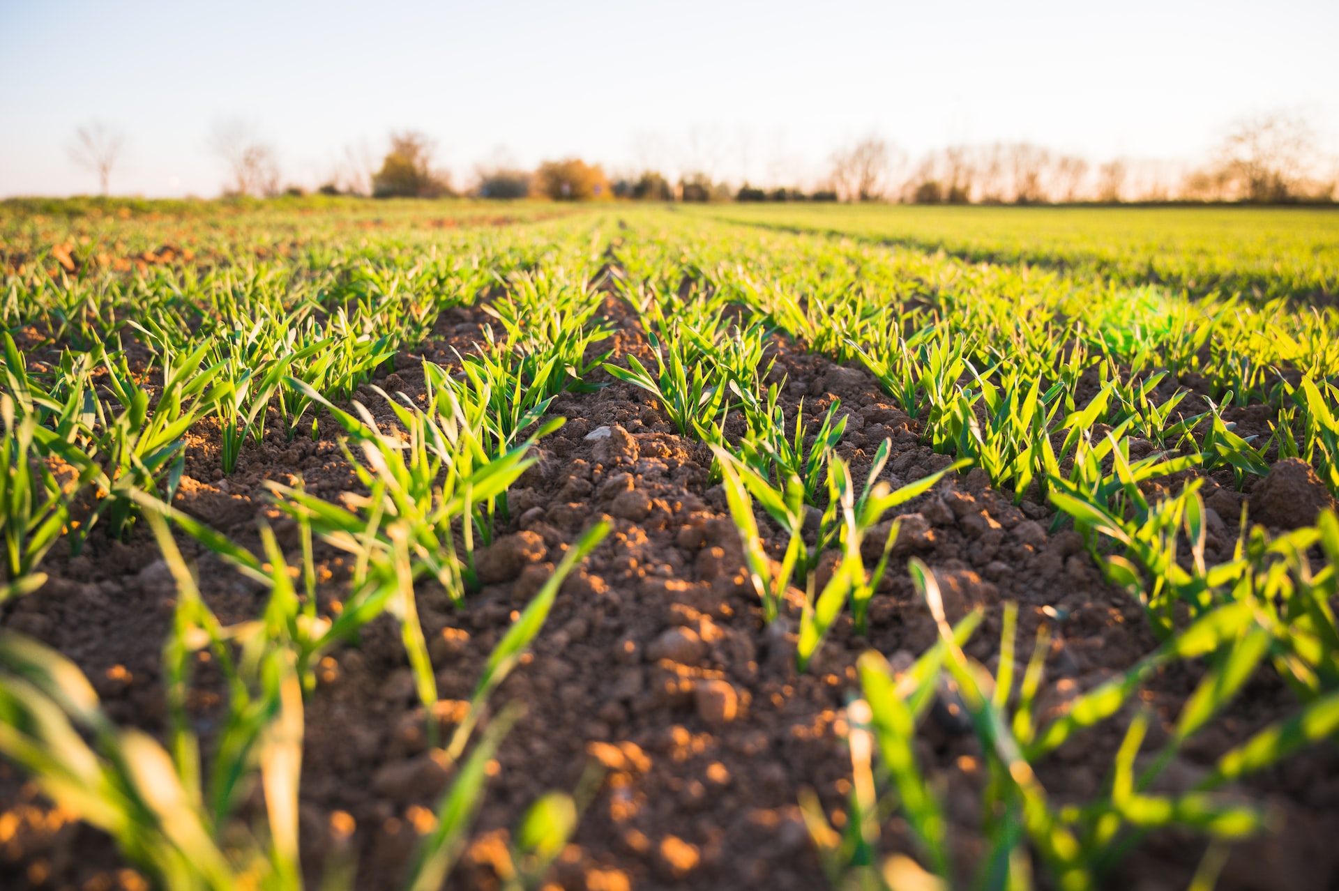 Un biosensor inteligente para la agricultura del futuro