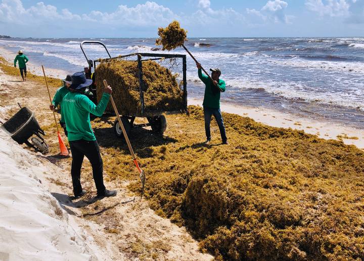 Un biofiltro a base de sargazo para eliminar sustancias tóxicas en el agua