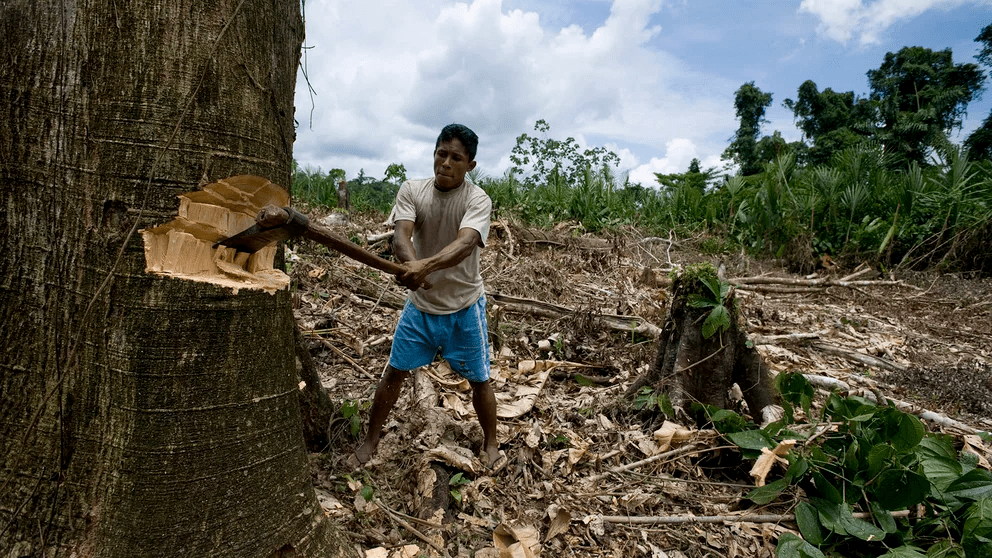 La deforestación amenaza a los indígenas que habitan el Gran Chaco