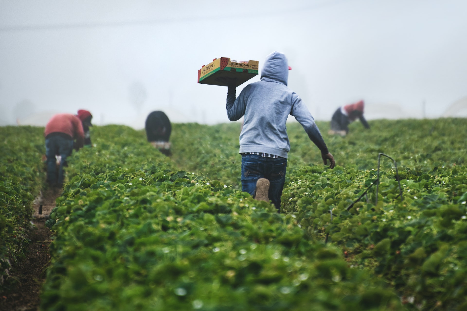 La crisis alimentaria global expone la vulnerabilidad de diversos países